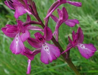 Orchis boryi