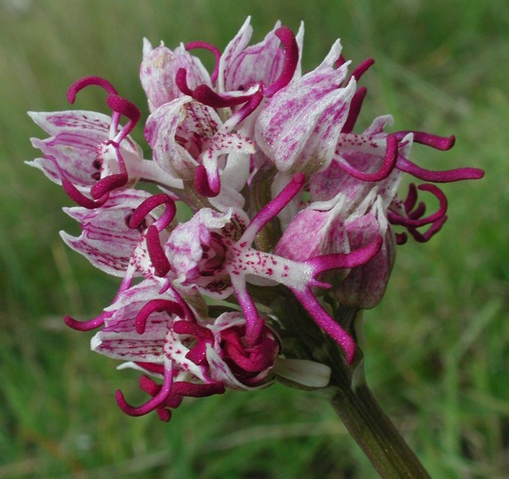 Orchis simia