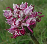 Orchis simia