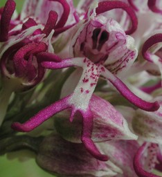 Orchis simia