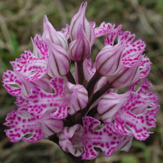 Orchis tridentata