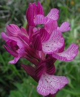 Orchis papilionacea