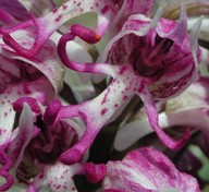 Orchis simia