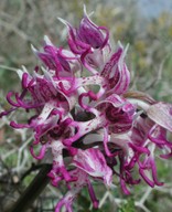 Orchis simia