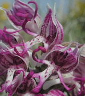 Orchis simia