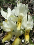 Orchis pauciflora