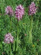 Orchis simia