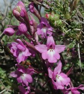 Orchis quadripunctata