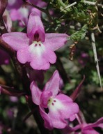 Orchis quadripunctata