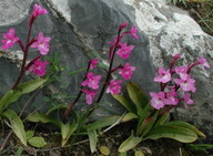 Orchis quadripunctata