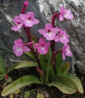 Orchis quadripunctata