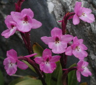 Orchis quadripunctata