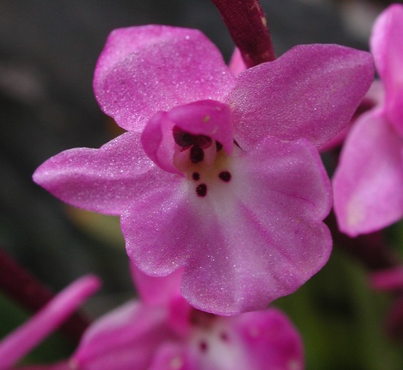 Orchis quadripunctata