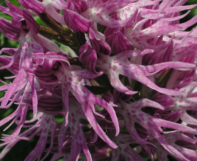 Orchis italica