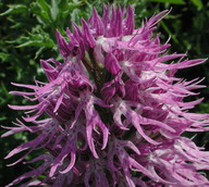 Orchis italica