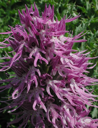 Orchis italica