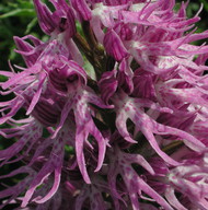 Orchis italica