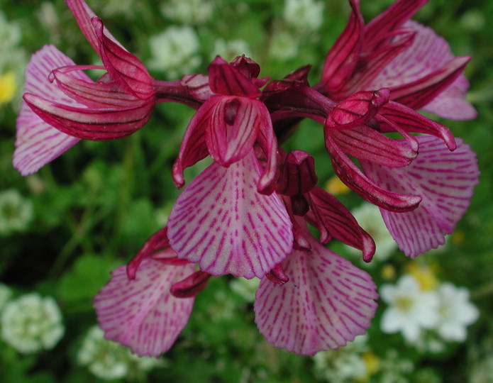 Orchis papilionacea