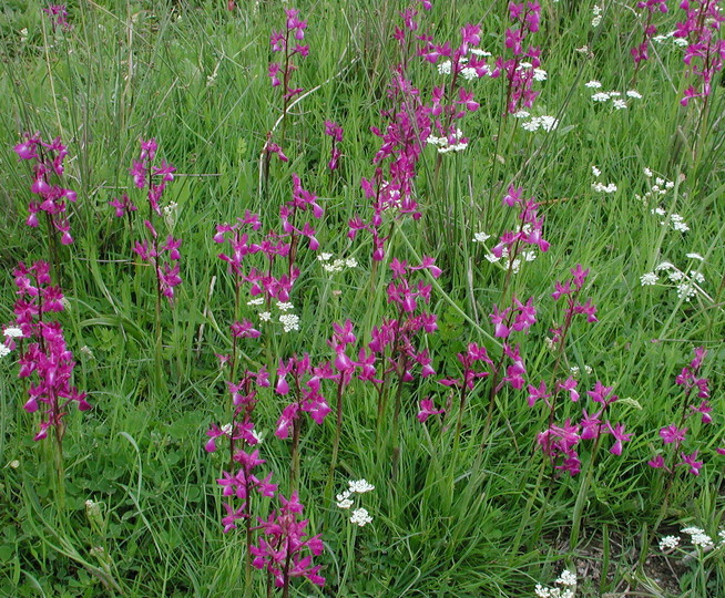 Orchis laxiflora