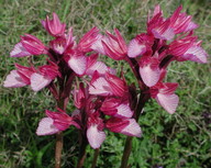 Orchis papilionacea