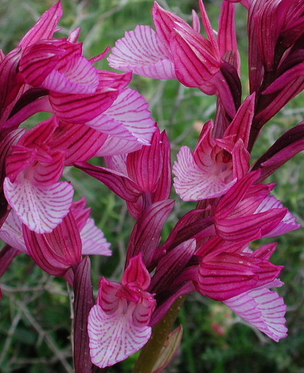 Orchis papilionacea
