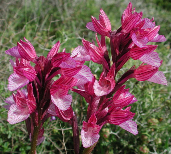 Orchis papilionacea