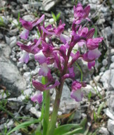 Orchis syriaca