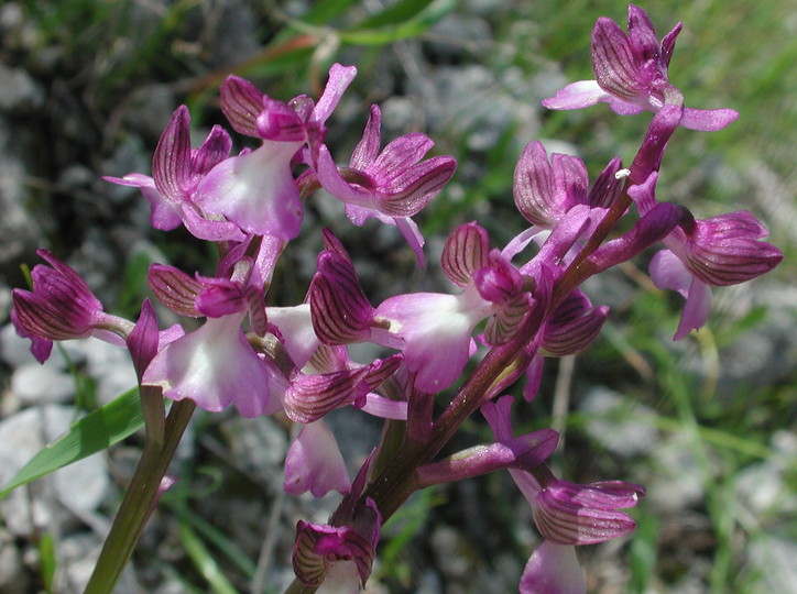 Orchis syriaca