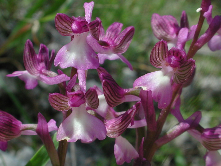 Orchis syriaca