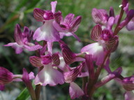 Orchis syriaca