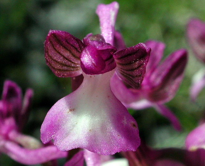 Orchis syriaca