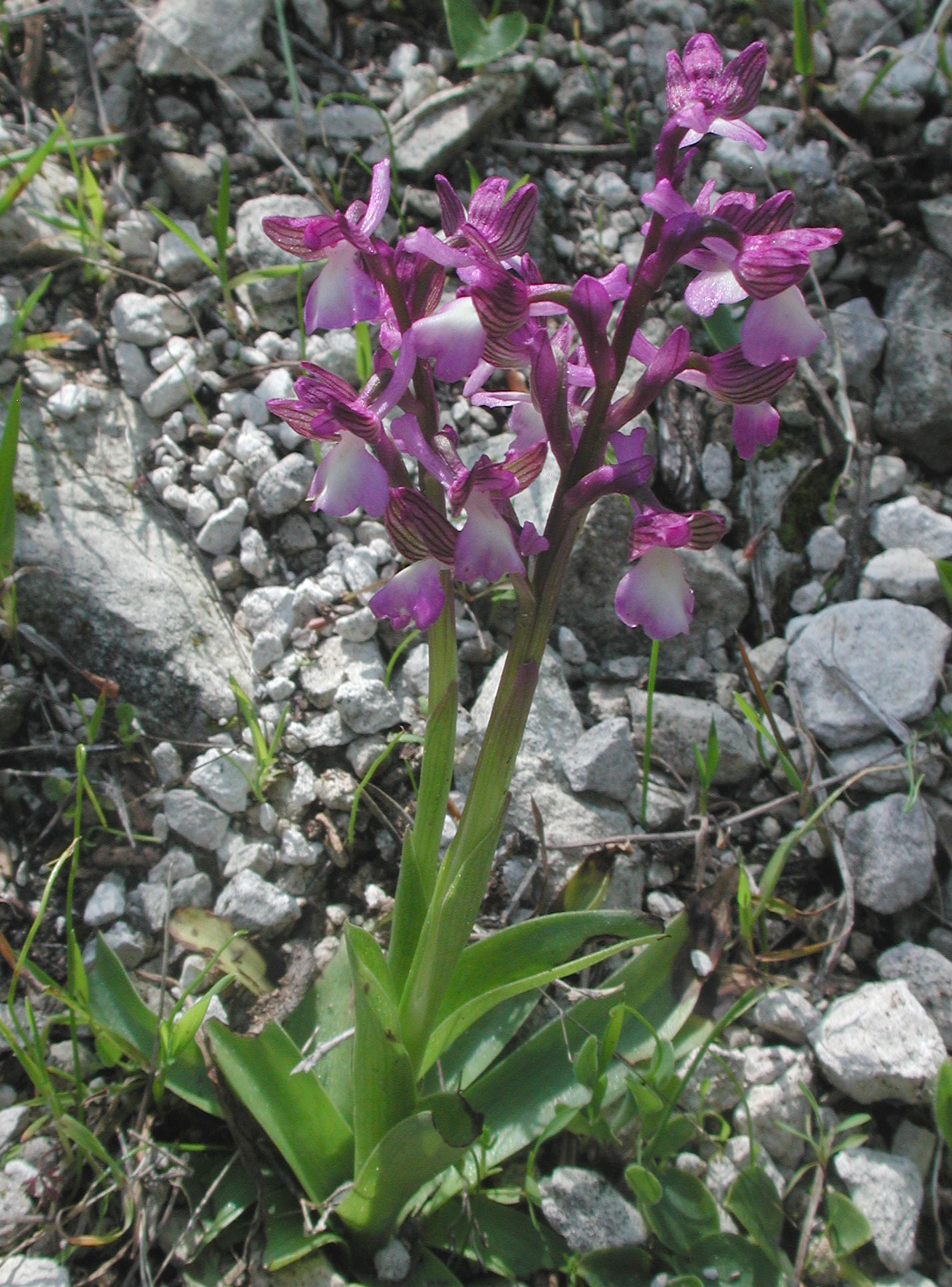 Orchis syriaca