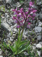 Orchis syriaca