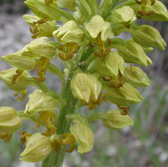 Orchis punctulata