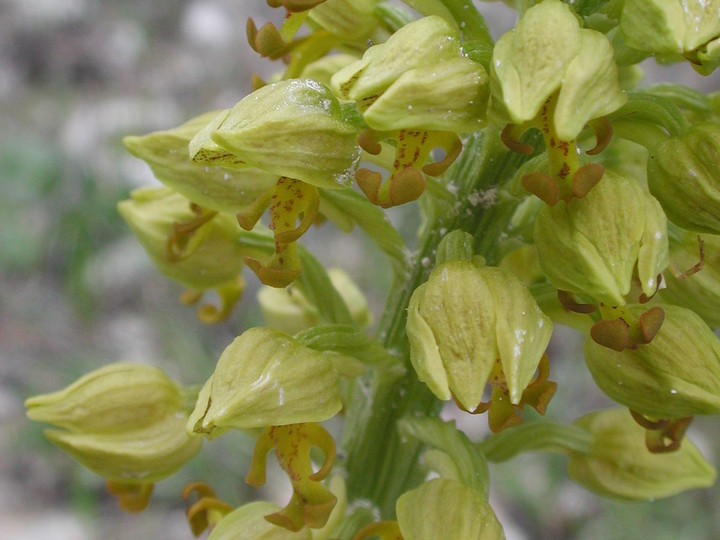 Orchis punctulata