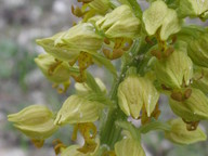 Orchis punctulata