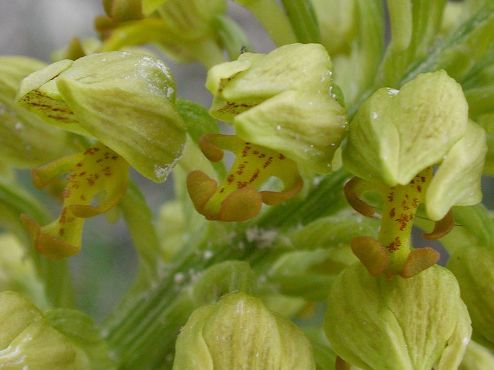 Orchis punctulata