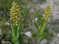 Orchis punctulata