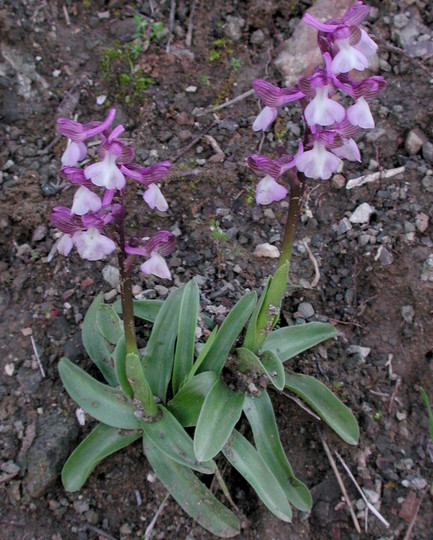 Orchis syriaca