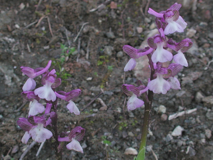 Orchis syriaca