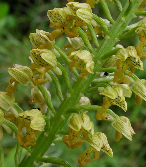 Orchis punctulata