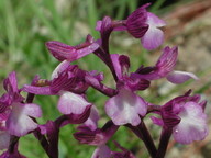 Orchis syriaca