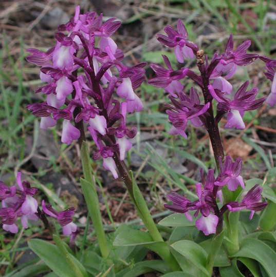 Orchis syriaca