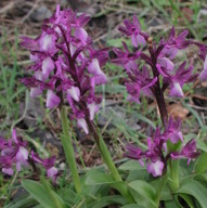 Orchis syriaca