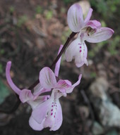 Orchis troodi