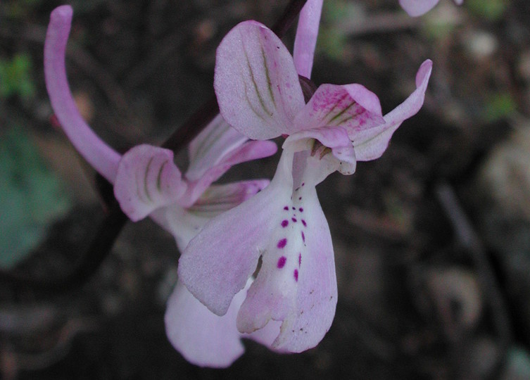 Orchis troodi