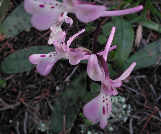 Orchis troodi