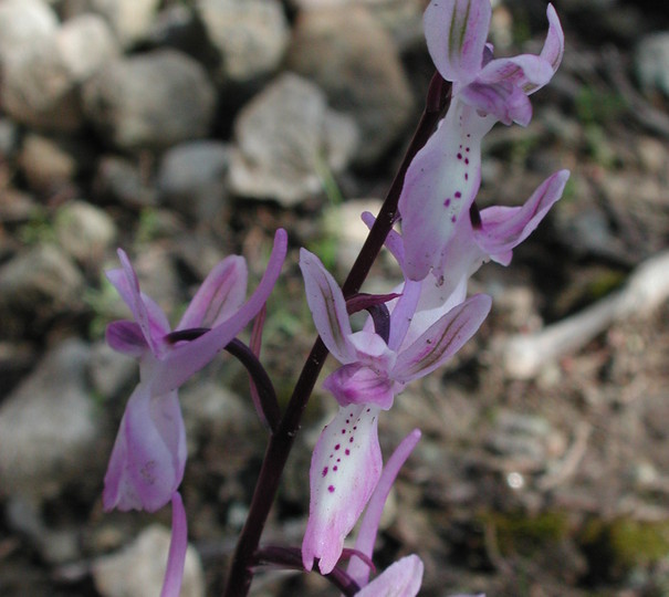 Orchis troodi