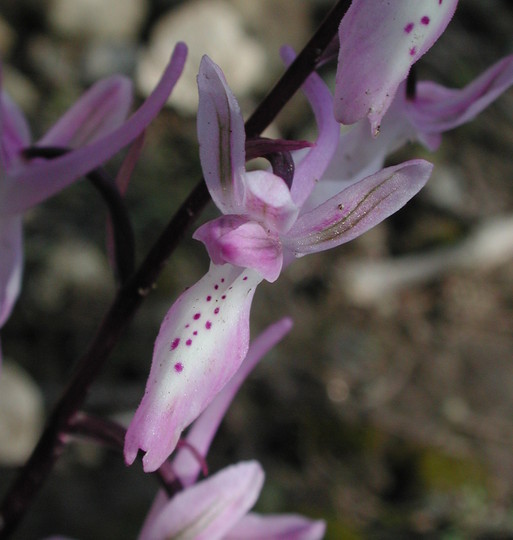 Orchis troodi