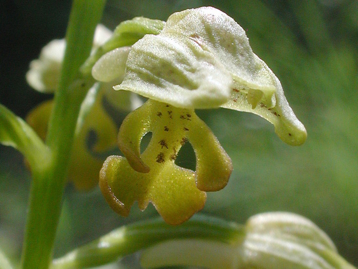 Orchis punctulata
